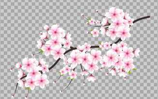 Cherry blossom vector. cherry blossom flower blooming vector. pink sakura flower