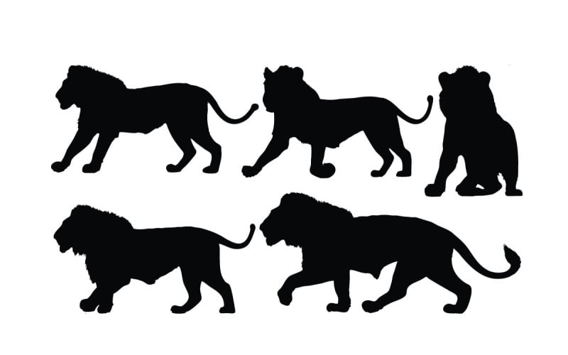 Lion standing in different positions Illustration