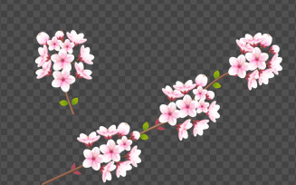 Vector watercolor cherry blossom vector. cherry blossom flower blooming vector. pink sakura flower