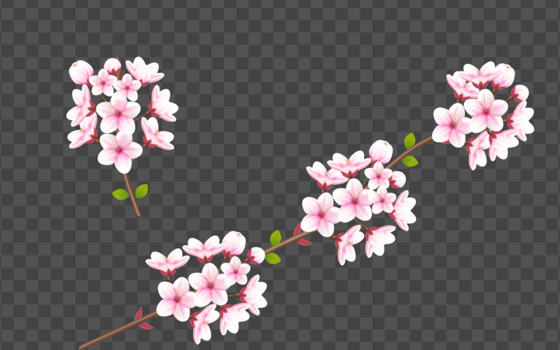 Vector watercolor cherry blossom vector. cherry blossom flower blooming vector. pink sakura flower Illustration