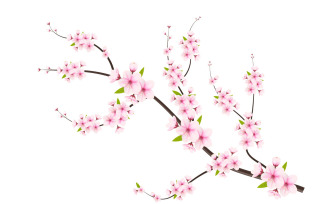 Cherry blossoms in full bloom on a pink sakura flower design concept