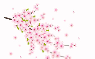 Vector floral with cherry blossoms in full bloom on a pink sakura flower design