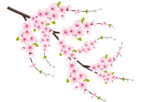 vector floral with cherry blossoms in full bloom on a pink sakura flower