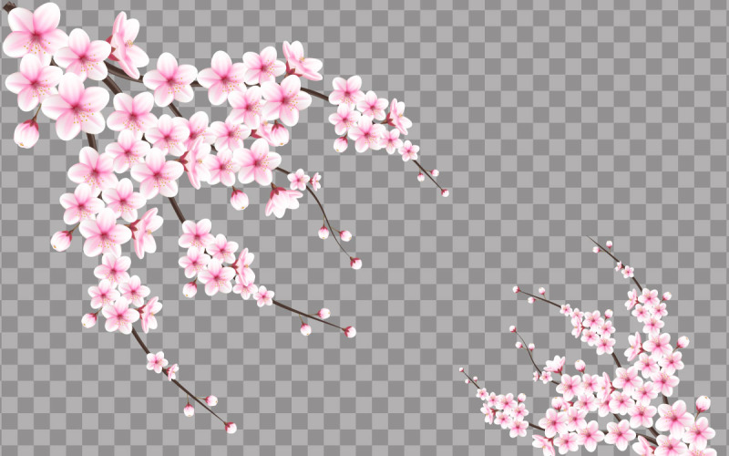 vector cherry blossom in full bloom on a pink sakura flower Illustration