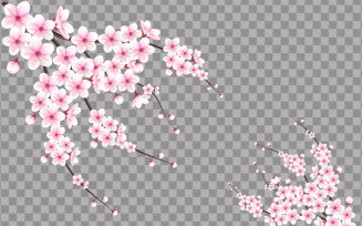 vector cherry blossom in full bloom on a pink sakura flower