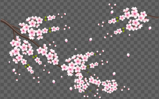 Vector cherry blossoms in full bloom on a pink sakura flower design