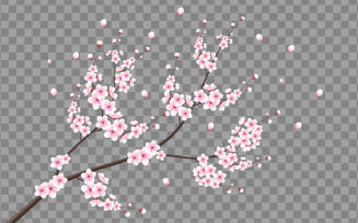 vector floral with cherry blossoms in full bloom on a pink sakura flower style