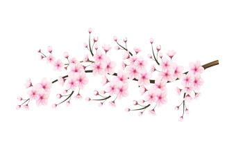 Cherry blossom branch with sakura flower cherry blossom sakura flower with falling petals