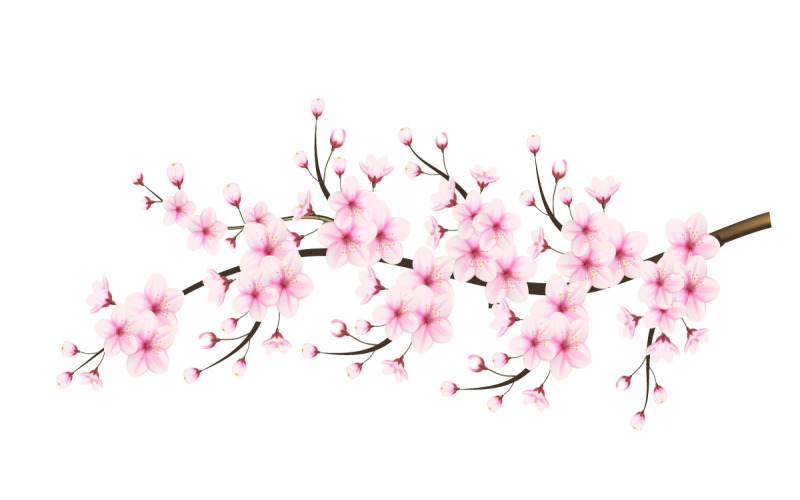 Cherry blossom branch with sakura flower cherry blossom sakura flower with falling petals Illustration
