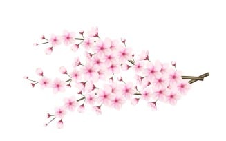 Cherry blossom branch with sakura flower cherry blossom sakura flowers with falling petal