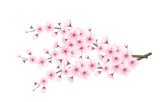 Cherry blossom branch with sakura flower cherry blossom sakura flowers with falling petal