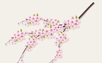 Cherry blossom branch with sakura flower cherry blossom sakura flowers with falling petals