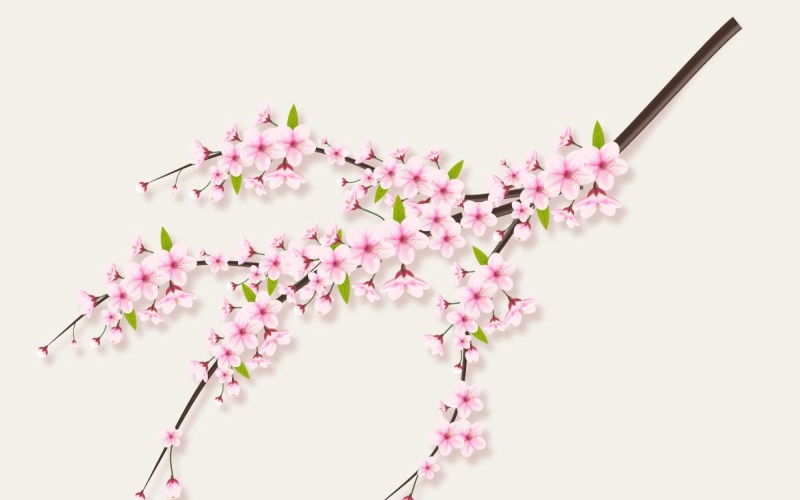 Cherry blossom branch with sakura flower cherry blossom sakura flowers with falling petals Illustration