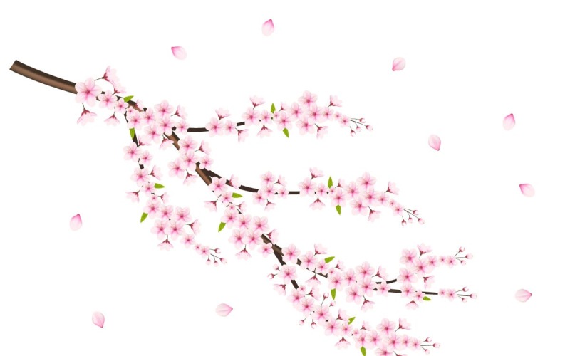 Cherry blossom with sakura flower cherry blossom sakura flowers with falling petal Illustration