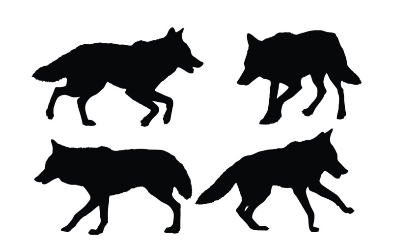 Coyote walking in different positions vector Illustration