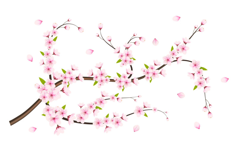 Vector Cherry blossom branch with sakura flower cherry blossom sakura flower with falling petals Illustration