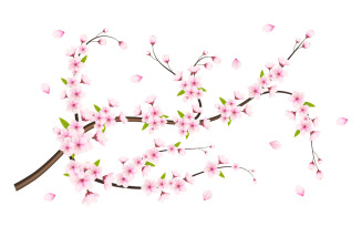 Vector Cherry blossom branch with sakura flower cherry blossom sakura flower with falling petals
