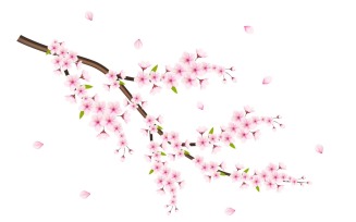 Vector Cherry blossom with sakura flower cherry blossom sakura flowers with falling petal