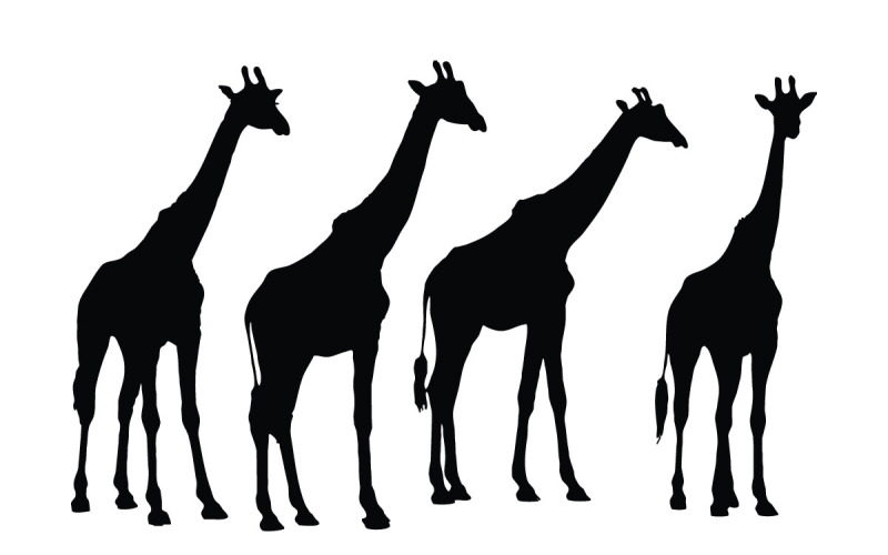 Wild giraffe standing silhouette vector Illustration