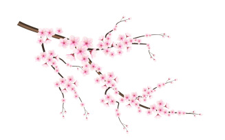 Blooming cherry flowers and petals illustration,cherry blossom vector