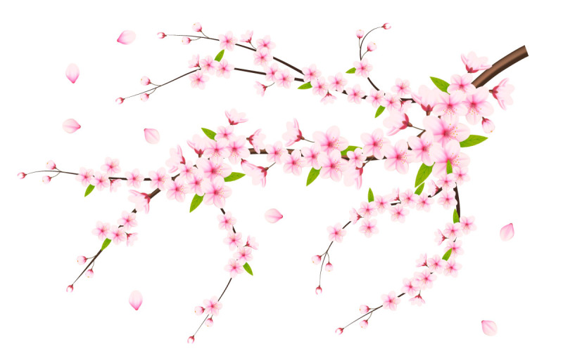 Cherry flowers and petals illustration,cherry blossom vector. pink sakura flowers Illustration