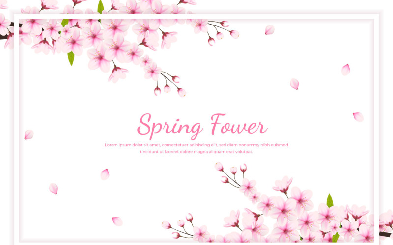 Cherry flowers white frame and petals illustration,cherry blossom vector. pink sakura flower Illustration