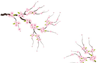 Realistic blooming cherry flowers and petals illustration,cherry blossom vector. pink sakura flower