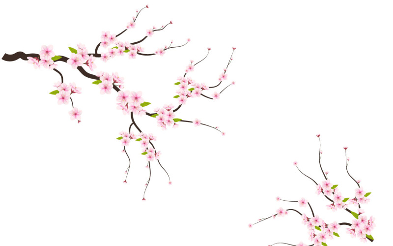 Realistic blooming cherry flowers and petals illustration,cherry blossom vector. pink sakura flower Illustration