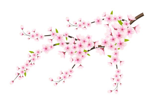Realistic blooming cherry flowers and petals illustration,cherry blossom vector.