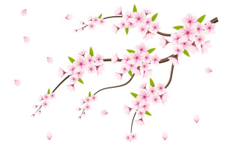 Cherry blossom sakura branch isolated on white background design
