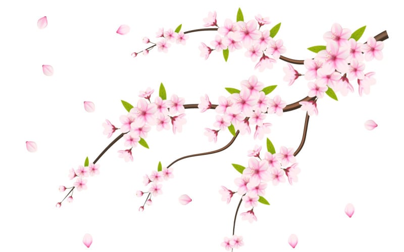 Cherry blossom sakura branch isolated on white background design Illustration