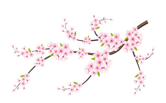 cherry blossom sakura branch isolated on white background. vector design