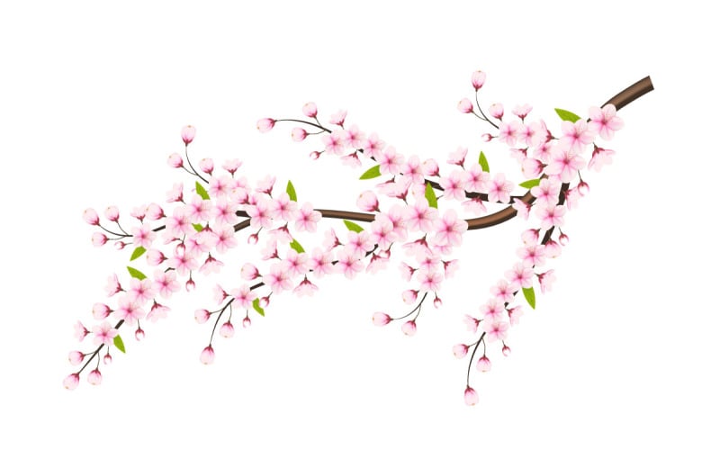 cherry blossom sakura branch isolated on white background. vector illustration Illustration