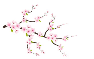 cherry blossom sakura branch isolated on white background vector