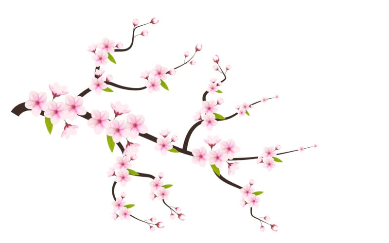 cherry blossom sakura branch isolated on white background vector Illustration