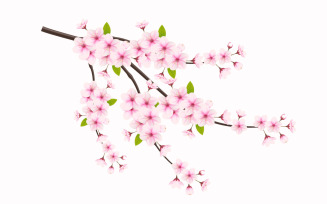 cherry blossom sakura branch isolated on white background