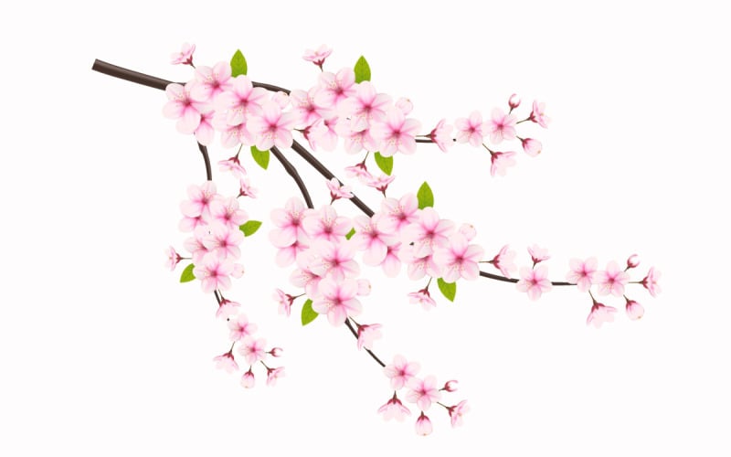 cherry blossom sakura branch isolated on white background Illustration