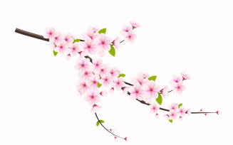 Cherry blossom and sakura flower. cherry blossom vector. cherry bud. Pink sakura flower