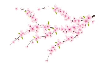 Cherry blossom branch with sakura flower. cherry blossom vector , Pink sakura flower