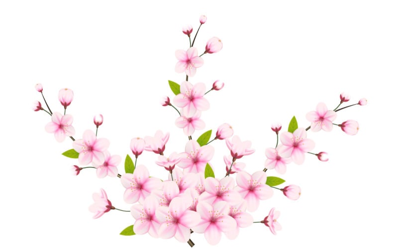 Cherry blossom branch with sakura flower. cherry blossom vector. cherry bud. Pink sakura flower Illustration