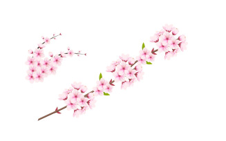 Cherry blossom branch with sakura flower. cherry blossom vector. cherry bud. Pink sakura flowers