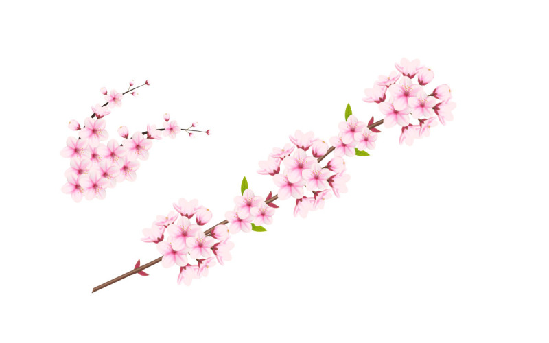 Cherry blossom branch with sakura flower. cherry blossom vector. cherry bud. Pink sakura flowers Illustration