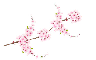 Cherry blossom branch with sakura flower. cherry blossom vector. cherry bud