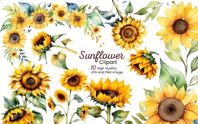 Hand painted watercolor sunflowers bouquets with green leaves clipart Illustration