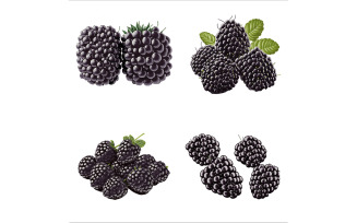 Beautiful Blackberry vector in solid background, illustration