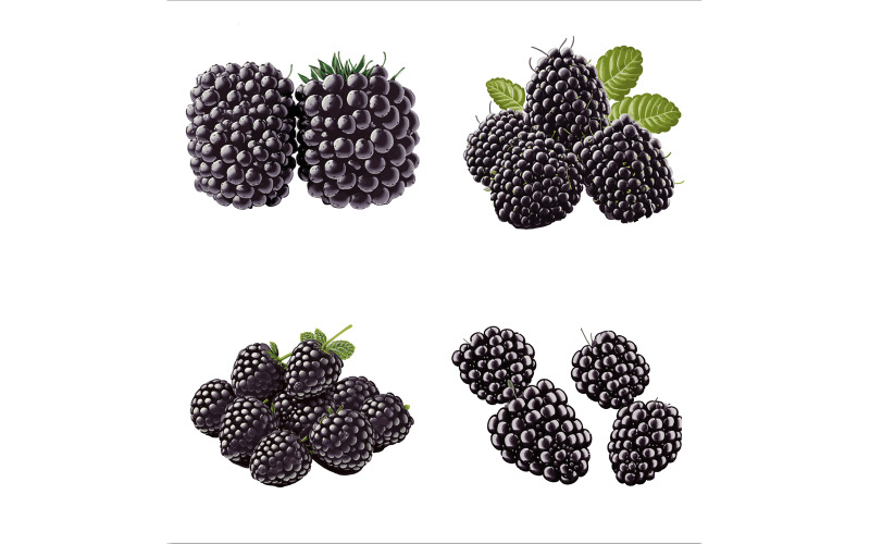 Beautiful Blackberry vector in solid background, illustration Vector Graphic