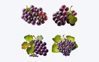 Beautiful Grape in solid background, vector illustration