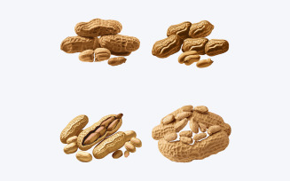 Beautiful Peanut in solid background, vector illustration