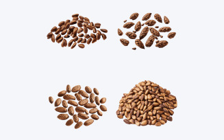 Beautiful Pine nuts in solid background, vector illustration