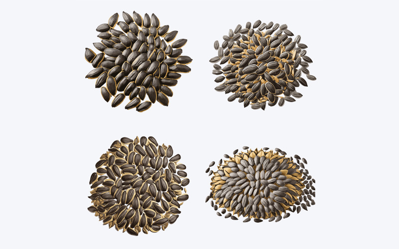 Beautiful Sunflower seeds in solid background, vector illustration Vector Graphic